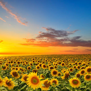 Importanța Semințelor de Floarea Soarelui în Agricultură