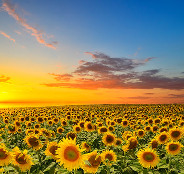Importanța Semințelor de Floarea Soarelui în Agricultură