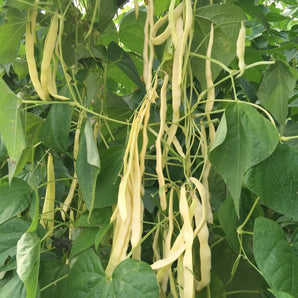 SEMINTE DE Fasole urcătoare Bâldana 100 GR