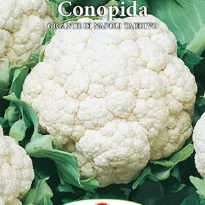 Seminte conopida Gigante Di Napoli Tardivo - 5 gr