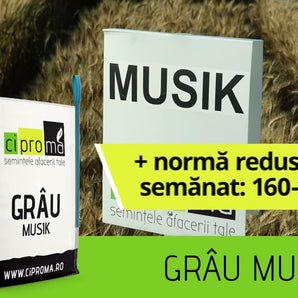 Seminte de grau MUSIK BAZA - 500 KG