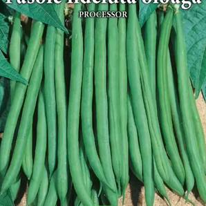 Fasole fideluta oloaga Processor - 50 gr