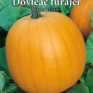 Dovleac furajer Gele Reuzen