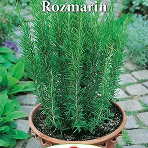 Semințe Rozmarin - 5 gr