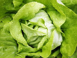 SEMINTE DE Salată Ileana 10 GR