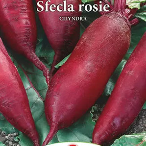Seminte sfecla rosie Cilyndra - 5 gr