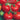 Seminte tomate Altamira F1 - 5 gr