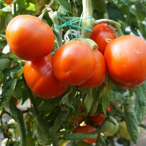 SEMINTE DE Tomate Zaraza 1000 SEMINTE