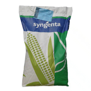 Samanta porumb Syngenta TORINO - FAO 300-340 - 50.000 Boabe