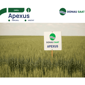 GRAU DE TOAMNA APEXUS C1 BB 500KG