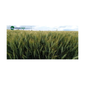 GRAU DE TOAMNA AURELIUS C1 BB 500KG